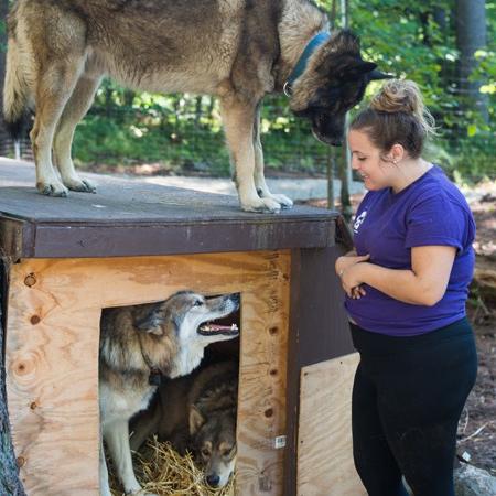 a student works at her internship at a wolf sanctuary